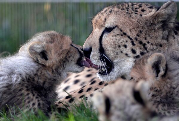 Новорожденные гепарды и их мать Саванна отдыхают в Пражском зоопарке, Чехия. Животные тоже страдают от жары в Европе, и чтобы помочь им, во многих зоопарках их кормят мороженными продуктами вместе с кусками льда - Sputnik Грузия