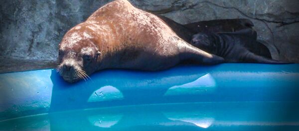 Седьмой по счету морской львенок появился на свет в Батумском дельфинарии Седьмой по счету морской львенок появился на свет в Батумском дельфинарии - Sputnik Грузия