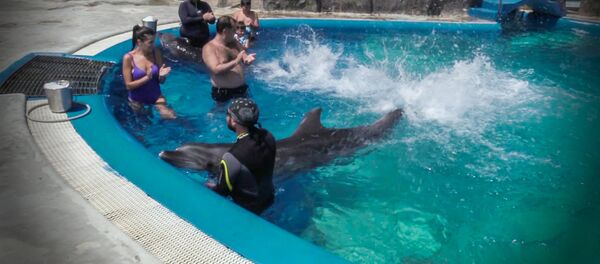 Плавание с дельфинами: как в Батумском дельфинарии развлекают гостей - Sputnik Грузия