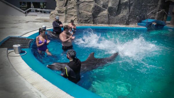 დელფინებთან ერთად ცურვა პოპულარული გასართობი ხდება - Sputnik საქართველო