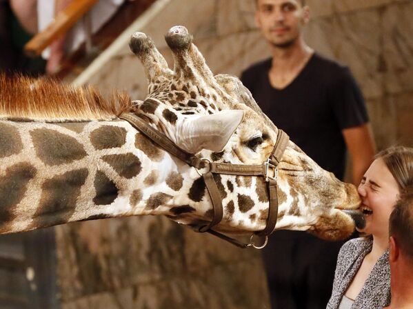 Багир, жираф высотой 5,7 метра, целует зрителя во время шоу Гиганты Африки в Красноярском государственном цирке, Россия - Sputnik Грузия