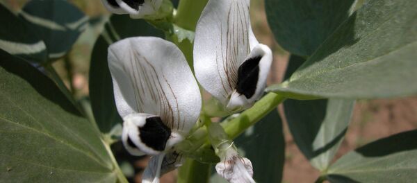 ცერცვი - Sputnik საქართველო