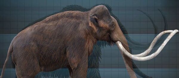 НА ТЕРРИТОРИИ АРМЕНИИ МИЛЛИОН ЛЕТ НАЗАД ОБИТАЛИ СЛОНЫ - Sputnik Грузия