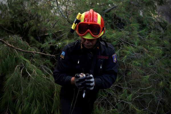 Пожарный спасает птицу, застрявшую в горящих ветвях у деревни Капандрити, к северу от Афин, Греция - Sputnik Грузия