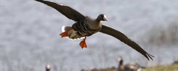 გარეული იხვი - Sputnik საქართველო