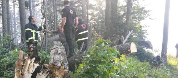 Пожар в Боржомском лесу - Sputnik Грузия