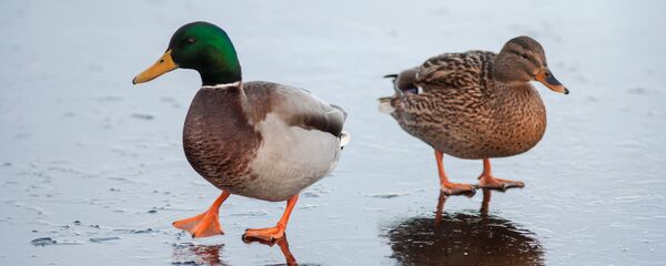 Утки - Sputnik Грузия