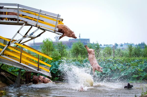 Свиньи прыгают с платформы в воду во время ежедневных забегов на свиноферме в Шэньяне, Китай - Sputnik Грузия