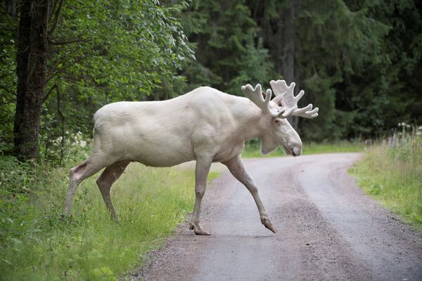 Редкий белый лось переходит дорогу в Гуннарскоге, Швеция - Sputnik Грузия