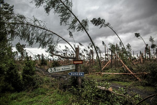Сломанные деревья после мощного шторма вблизи деревни Сушек на севере Польши - Sputnik Грузия