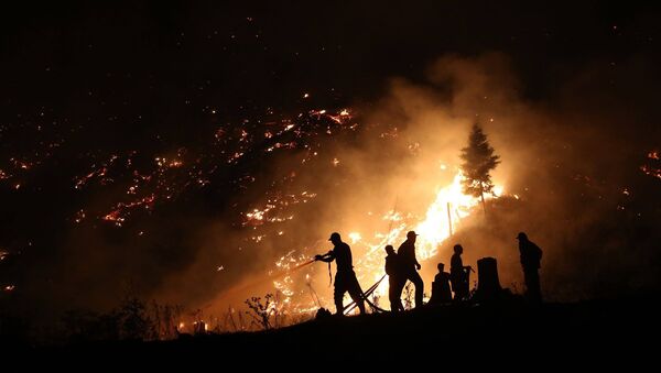 Пожар в Боржомском лесу - Sputnik Грузия