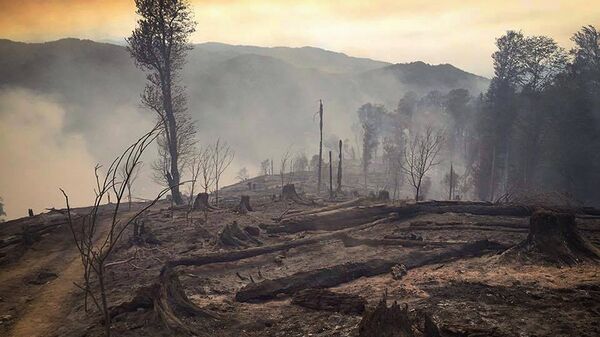 Боржоми-Харагаульский лес после пожара на горе Торта у села Квибиси - Sputnik Грузия