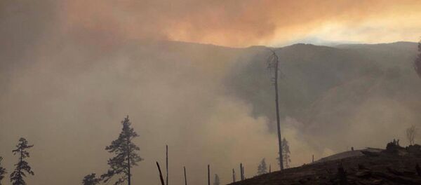Боржоми-Харагаульский лес после пожара на горе Торта у села Квибиси - Sputnik Грузия