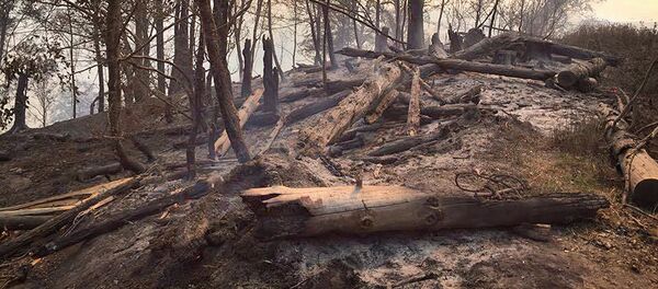 Боржоми-Харагаульский лес после пожара на горе Торта у села Квибиси Боржоми-Харагаульский лес после пожара на горе Торта у села Квибиси - Sputnik Грузия