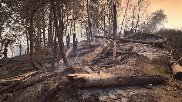 Боржоми-Харагаульский лес после пожара на горе Торта у села Квибиси - Sputnik Грузия