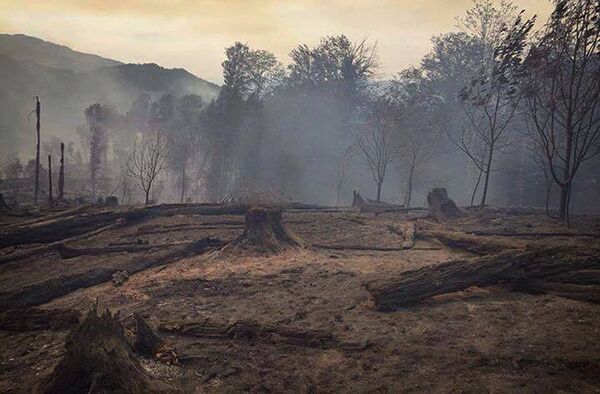 В результате пожара в Боржоми-Харагаульском лесу сгорели деревья на площади более 12 гектаров - Sputnik Грузия