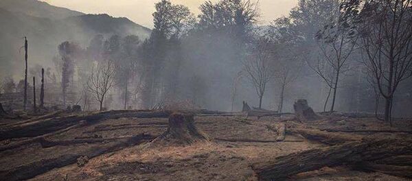 გადაბუგული ტყე სოფელ ყვიბისის მიმდებარედ - Sputnik საქართველო