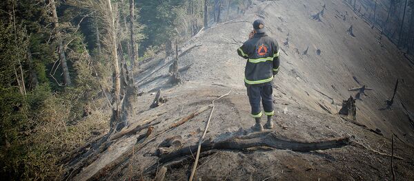 Пожарный в Боржоми-Харагаульском лесу Пожарный в Боржоми-Харагаульском лесу - Sputnik Грузия