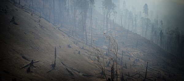 ბორჯომ-ხარაგაულის ტყეში ხანძრის შედეგად დამწვარი ხეები ბორჯომ-ხარაგაულის ტყეში ხანძრის შედეგად დამწვარი ხეები - Sputnik საქართველო