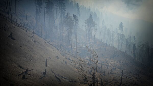 Сгоревшие в результате пожара в Боржоми-Харагаульском лесу деревья - Sputnik Грузия