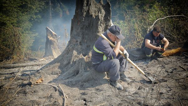 Пожарные-спасатели в Боржоми-Харагаульском лесу - Sputnik Грузия