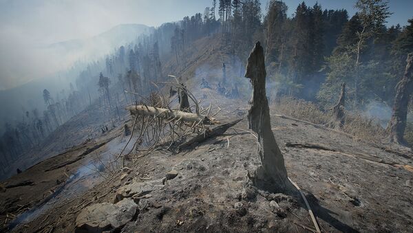 Боржоми-Харагаульский лес после пожара - Sputnik Грузия
