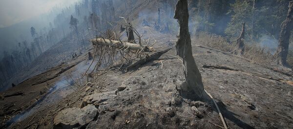 Боржоми-Харагаульский лес после пожара Боржоми-Харагаульский лес после пожара - Sputnik Грузия