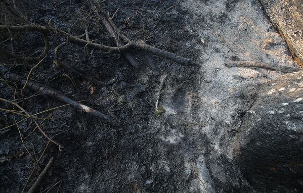 Сгоревшие ветви деревьев и выжженная земля после пожара в Боржоми-Харагаульском лесу - Sputnik Грузия