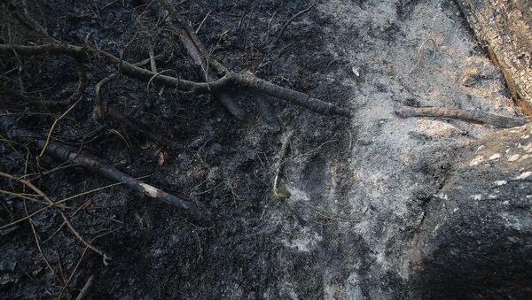 Сгоревшие ветви деревьев после пожара в Боржоми-Харагаульском лесу - Sputnik Грузия