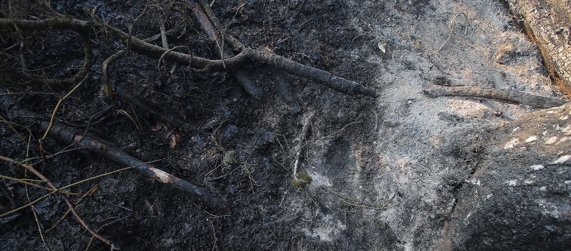 Сгоревшие ветви деревьев после пожара в Боржоми-Харагаульском лесу - Sputnik Грузия, 1920, 26.05.2021