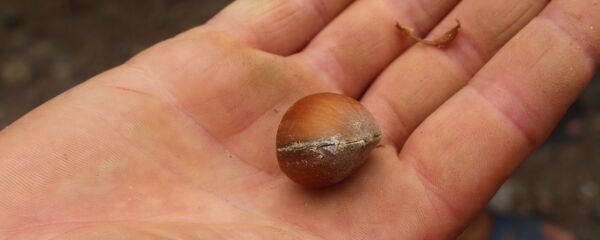 Фундук, поврежденный мраморными клопами - Sputnik Грузия