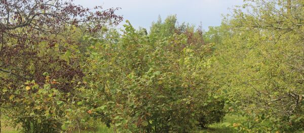 Фундуковый сад - Sputnik Грузия