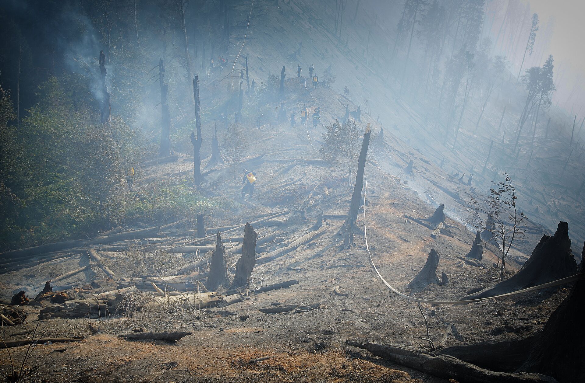 Боржоми-Харагаульский лес после пожара - Sputnik Грузия, 1920, 22.06.2023