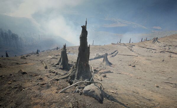 После пожара часть леса выглядит как после съемок фильма о глобальной катастрофе - Sputnik Грузия