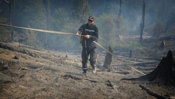 Боржоми-Харагаульский лес после пожара - Sputnik Грузия