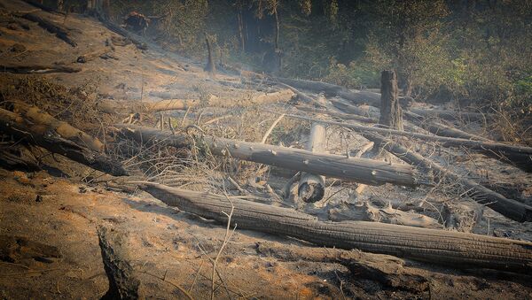 Сгоревшие в результате пожара в Боржоми-Харагаульском лесу деревья - Sputnik Грузия