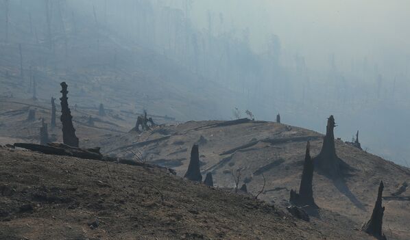 Лесной пожар оставил после себя выжженную землю и обугленные пни уникальных  деревьев, произраставших в Боржоми-Харагаульском лесу - Sputnik Грузия