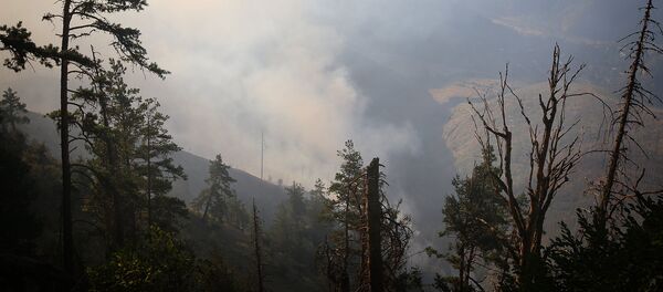 ხანძარი ბორჯომის ტყეში ხანძარი ბორჯომის ტყეში - Sputnik საქართველო