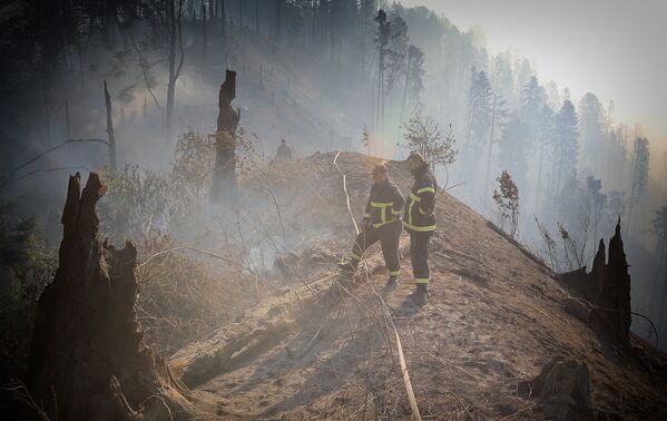 Огонь уничтожил десятки гектаров уникального леса - Sputnik Грузия