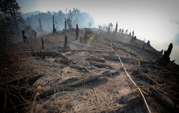 Последствия лесного пожара в горах неподалеку от города Боржоми оказались ужасны - Sputnik Грузия