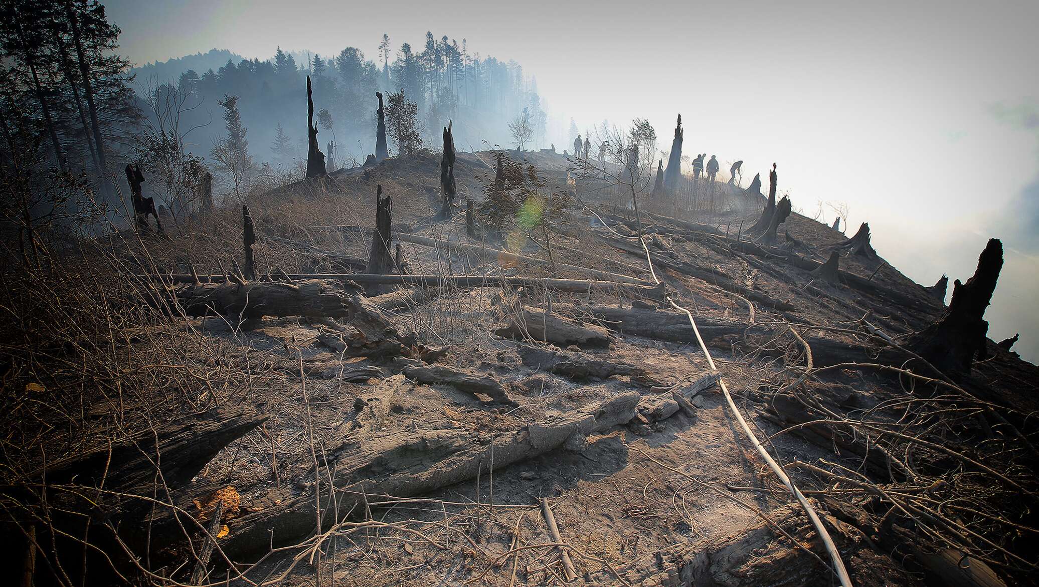 Гибнущие земли. Выжженная земля. Лес после пожара. Выжженная земля после пожара. Земля после пожара в лесу.