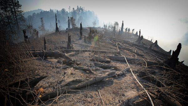 Сгоревшие деревья в Боржоми-Харагаульском лесу - Sputnik Грузия