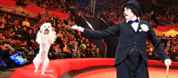 Представление в Тбилисском цирке - Sputnik Грузия