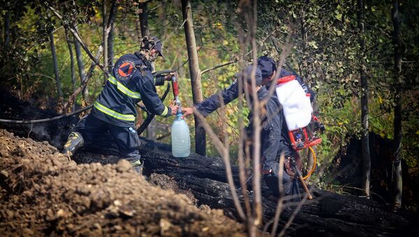 Пожарные ликвидируют возгорание в Боржоми-Харагаульском лесу - Sputnik Грузия
