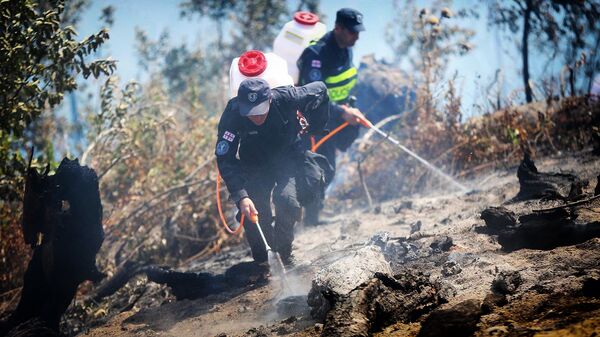 Пожарные ликвидируют очаг возгорания в Боржоми-Харагаульском лесу - Sputnik Грузия