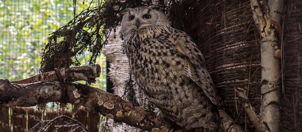 Западносибирский филин - Sputnik Грузия