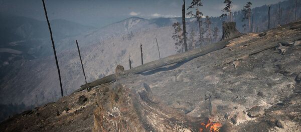 Сгоревшие деревья в Боржоми-Харагаульском лесу - Sputnik Грузия