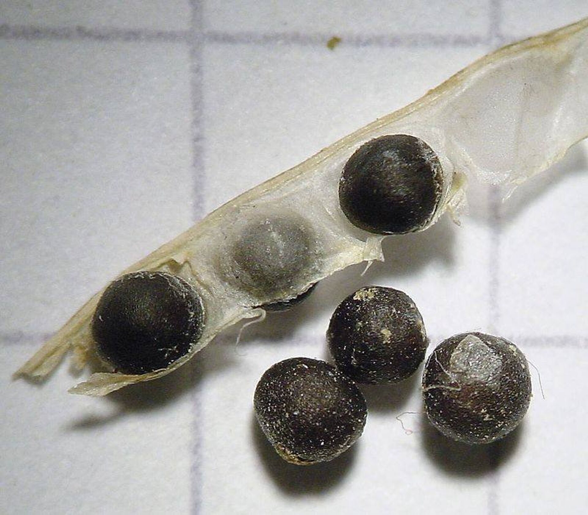 Семена черной горчицы - Sputnik Грузия, 1920, 26.02.2023