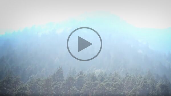 Пожар в Абастуманском лесу - видео - Sputnik Грузия