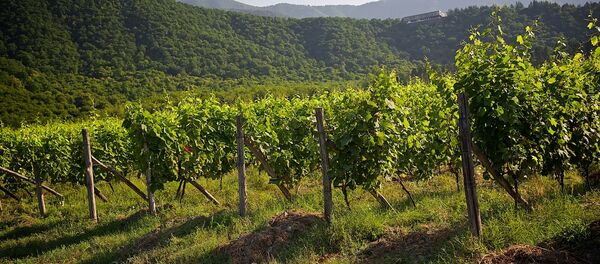 Виноградники в Кварельском районе - Sputnik Грузия